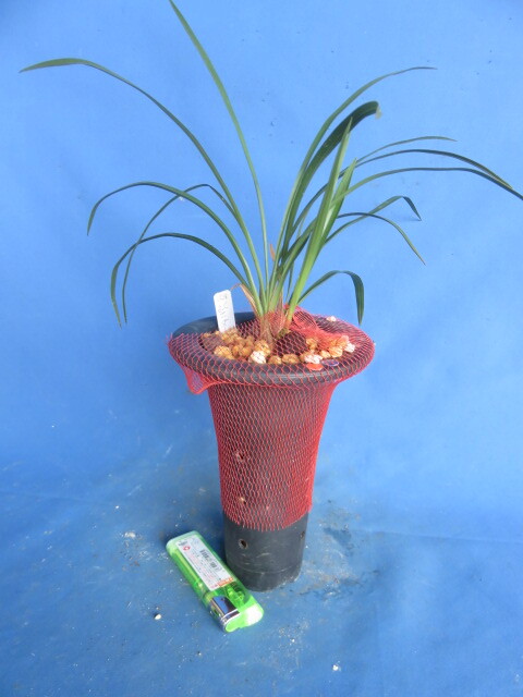 山野草　日本春蘭　　紅乙女_画像1