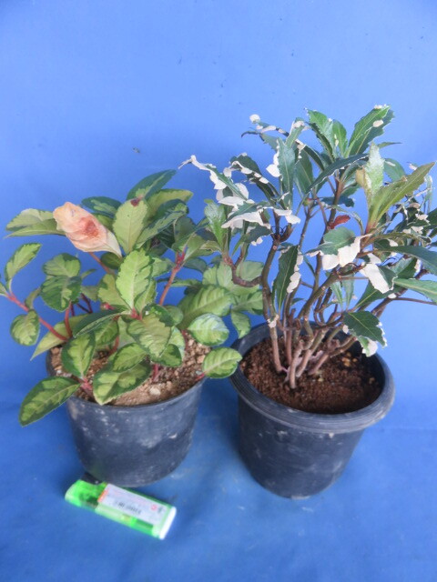 山野草　斑入り　樹木　藪柑子（ヤブコウジ）　　２鉢_画像1