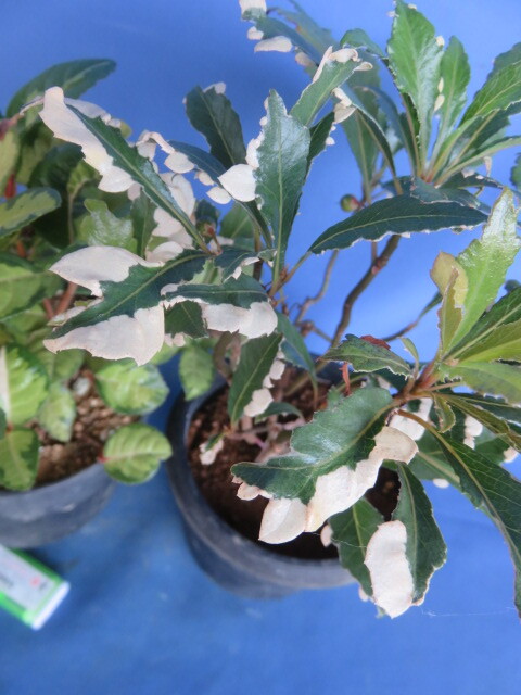 山野草　斑入り　樹木　藪柑子（ヤブコウジ）　　２鉢_画像2