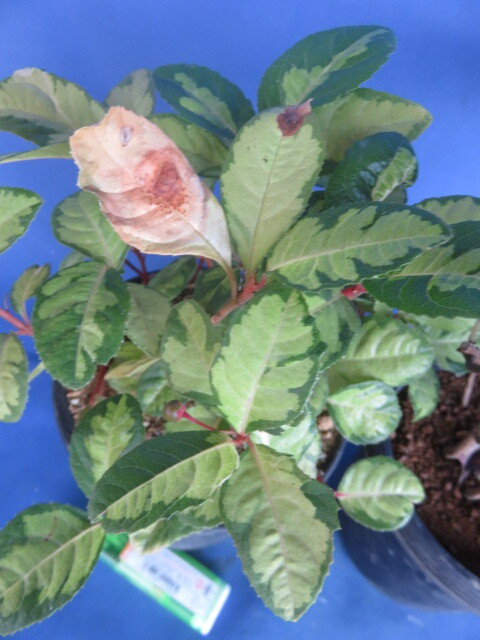 山野草　斑入り　樹木　藪柑子（ヤブコウジ）　　２鉢_画像3