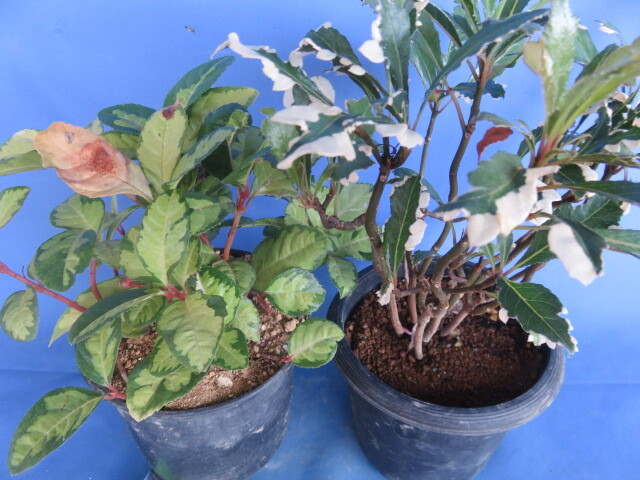 山野草　斑入り　樹木　藪柑子（ヤブコウジ）　　２鉢_画像4