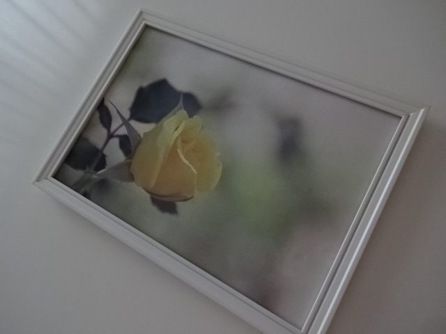 アートフレーム§A4額(選択可)写真ポスター付§黄色の薔薇・バラ・花・一輪・植物・風水_画像3
