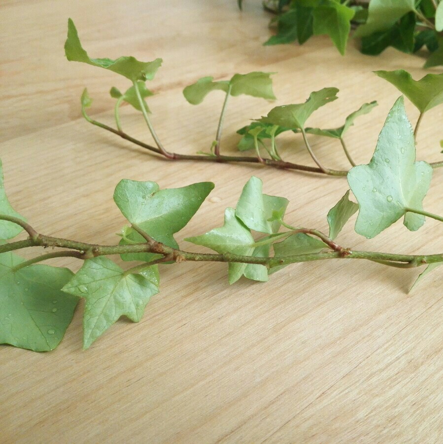 ヘデラ カット●グランドカバー●観葉植物●苗 挿し穂 に