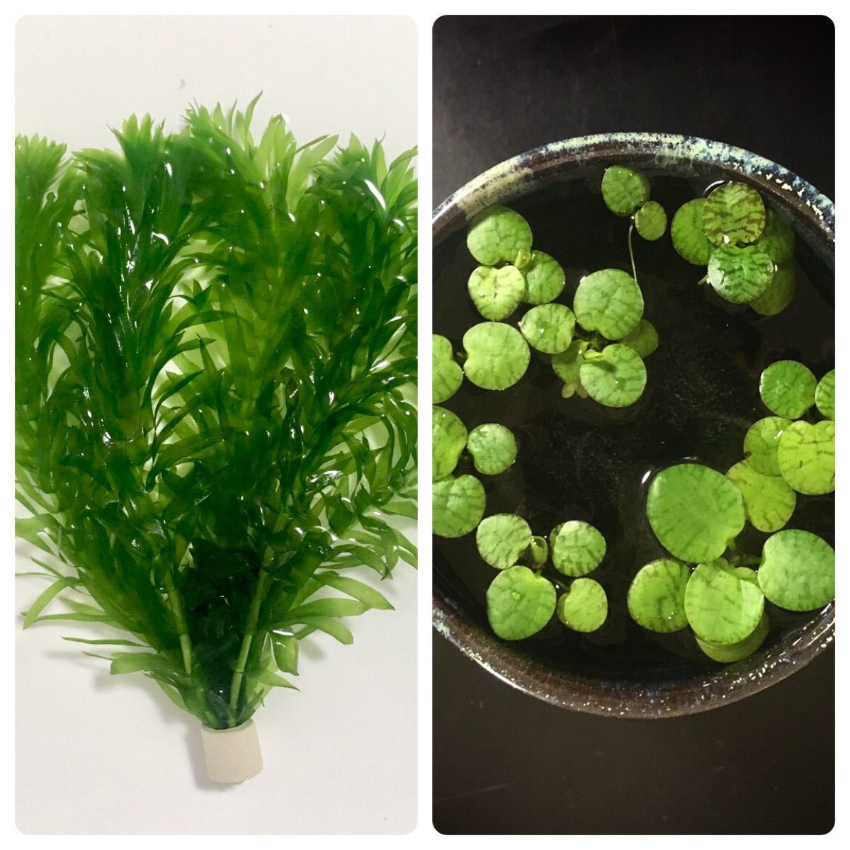 Paypayフリマ 浮草 アナカリス濾材リング結束 水草セット 天然無農薬 Paypayフリマ 浮草 アナカリス濾材リング結束 水草セット 天然無農薬