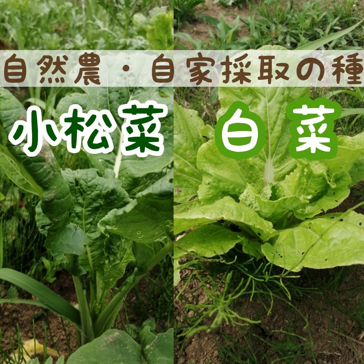 Paypayフリマ そだてやすい 秋蒔き野菜 小松菜 白菜の種 たっぷり10g 自然農 自家採取 Paypayフリマ そだてやすい 秋蒔き野菜 小松菜 白菜の種 たっぷり10g 自然農 自家採取
