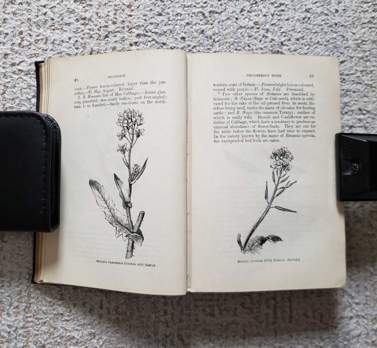 1894 year plant illustrated reference book [Flowers of the Field, with Appendix on Grasses]