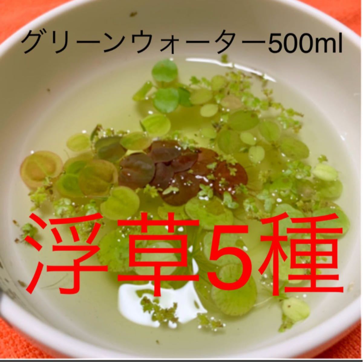 Paypayフリマ グリーンウォーター500ml 浮草5種入り めだか針子 冬越しの準備に Paypayフリマ グリーンウォーター500ml 浮草5種入り めだか針子 冬越しの準備に