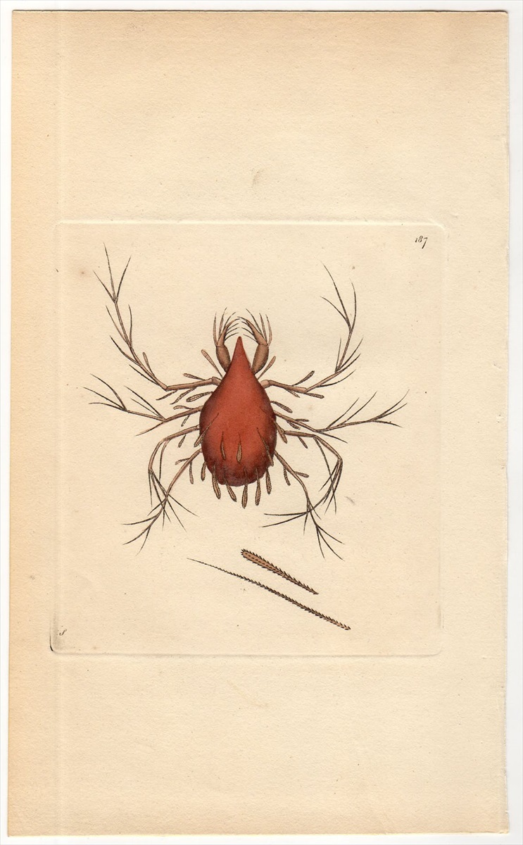 1795年 Shaw & Nodder Naturalist's Miscellany No.187 ツメダニ科 ケレトモルファ属 アシナガツメダニ LEPIDOPTERINE MITE_画像1