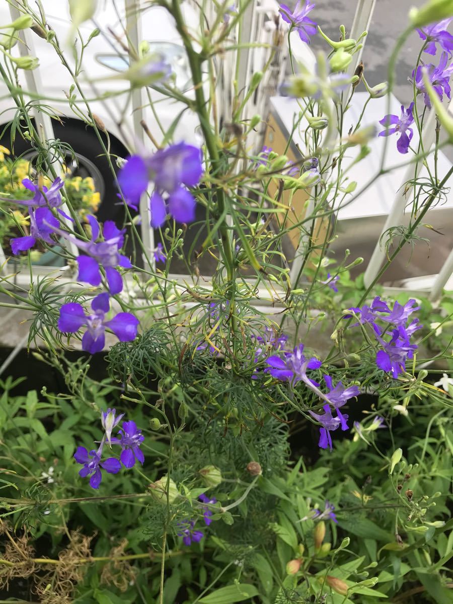 Paypayフリマ 花の種 宿根アマ 千鳥草 各100粒 Paypayフリマ 花の種 宿根アマ 千鳥草 各100粒