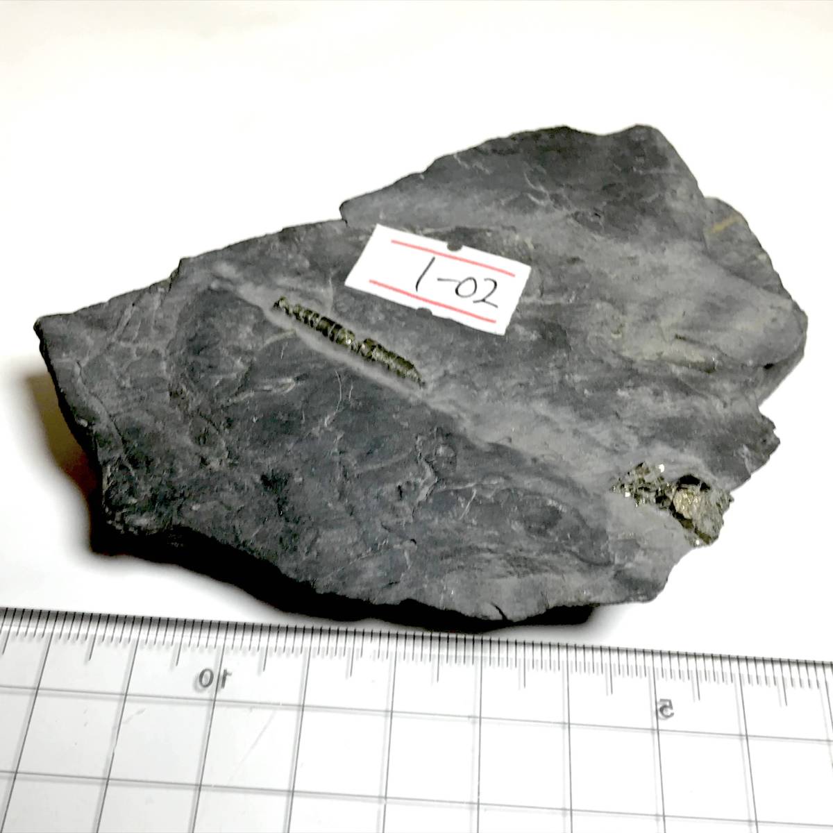 黄鉄鉱に置換した貝の化石・その３（中国産化石標本） | JChere雅虎