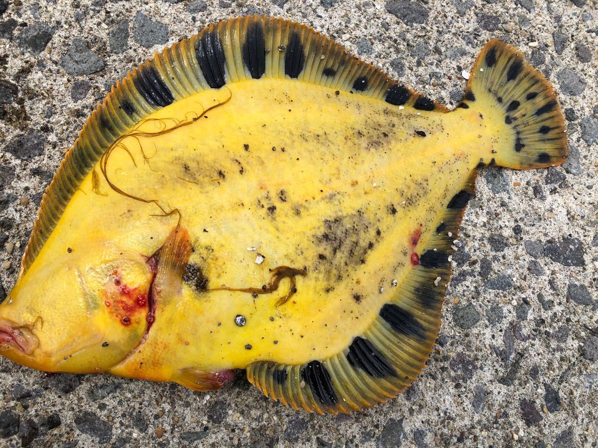 Paypayフリマ 釣り餌 塩エラコ 海老風味 300g Paypayフリマ 釣り餌 塩エラコ 海老風味 300g