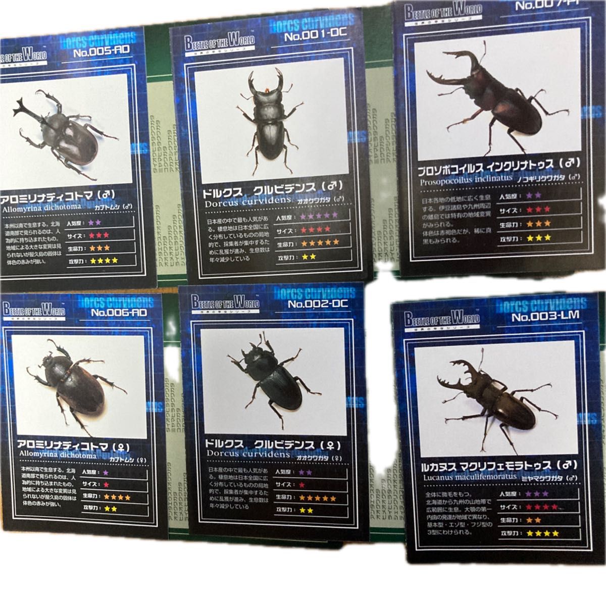 国産カブト・クワガタ　標本　34匹セット 昆虫標本 カブト クワガタ 海外土産 - メルカリ