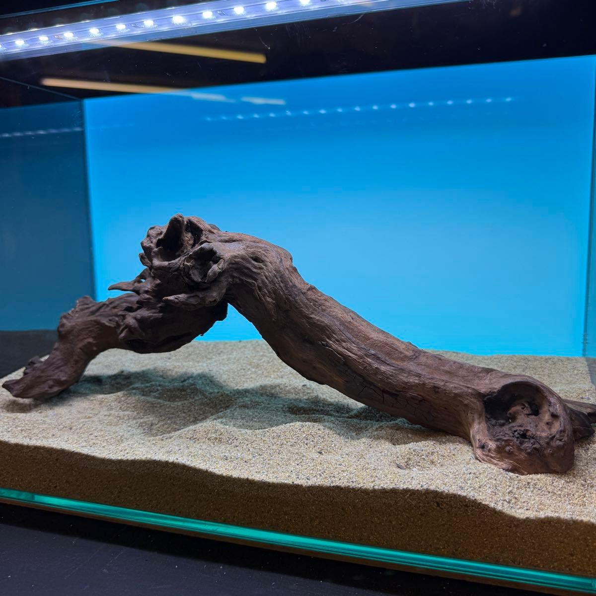 MRW-6777自立赤系天然流木 1点物 45cm水槽用流木 アクアリウム