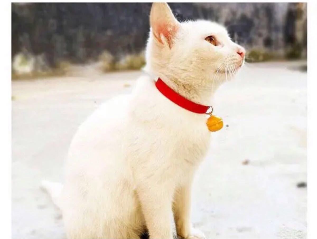 Paypayフリマ 新品 ペット用 首輪 猫ちゃん 犬 ドラえもん風ドラミちゃん風 サイズs セット Paypayフリマ 新品 ペット用 首輪 猫ちゃん 犬 ドラえもん風ドラミちゃん風 サイズs セット