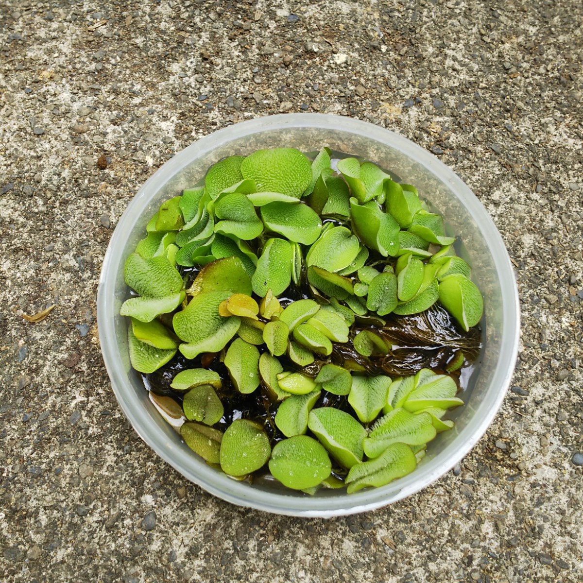 Paypayフリマ 水草 オオサンショウモ Paypayフリマ 水草 オオサンショウモ