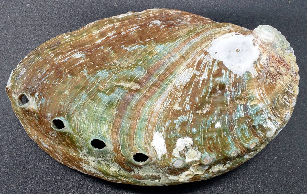 アワビ 貝殻 グリーン 約9 8 鮑 あわびの美しい輝き ルアーや工作 小物入れに Abalone Ear Shell 鮑魚 Awabi Buyee Buyee 일본 통신 판매 상품 옥션의 대리 입찰 대리 구매 서비스 アワビ 貝殻 グリーン 約9 8 鮑 あわびの美しい輝き ルアーや工作 小物入れに Abalone Ear Shell 鮑魚 Awabi Buyee Buyee 일본 통신 판매 상품 옥션의 대리 입찰 대리 구매 서비스