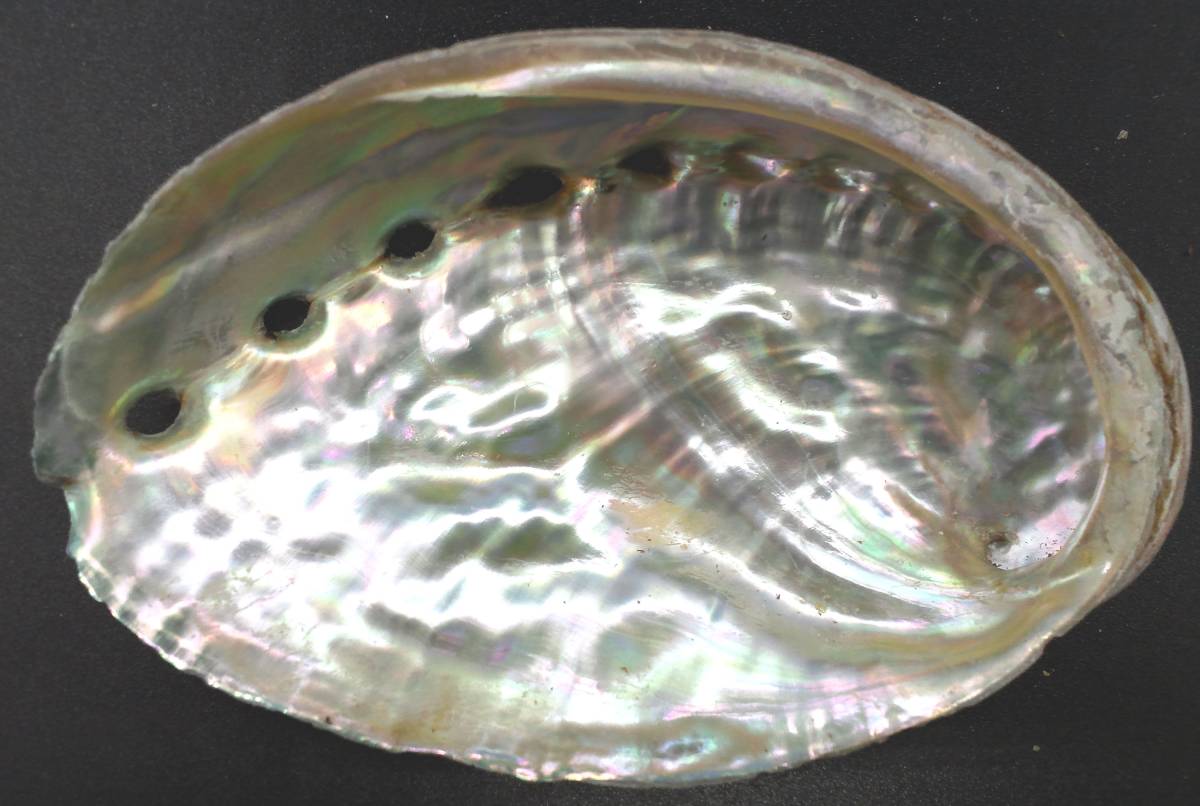 アワビ 貝殻 グリーン 約9 8 鮑 あわびの美しい輝き ルアーや工作 小物入れに Abalone Ear Shell 鮑魚 Awabi Buyee Buyee 일본 통신 판매 상품 옥션의 대리 입찰 대리 구매 서비스 アワビ 貝殻 グリーン 約9 8 鮑 あわびの美しい輝き ルアーや工作 小物入れに Abalone Ear Shell 鮑魚 Awabi Buyee Buyee 일본 통신 판매 상품 옥션의 대리 입찰 대리 구매 서비스