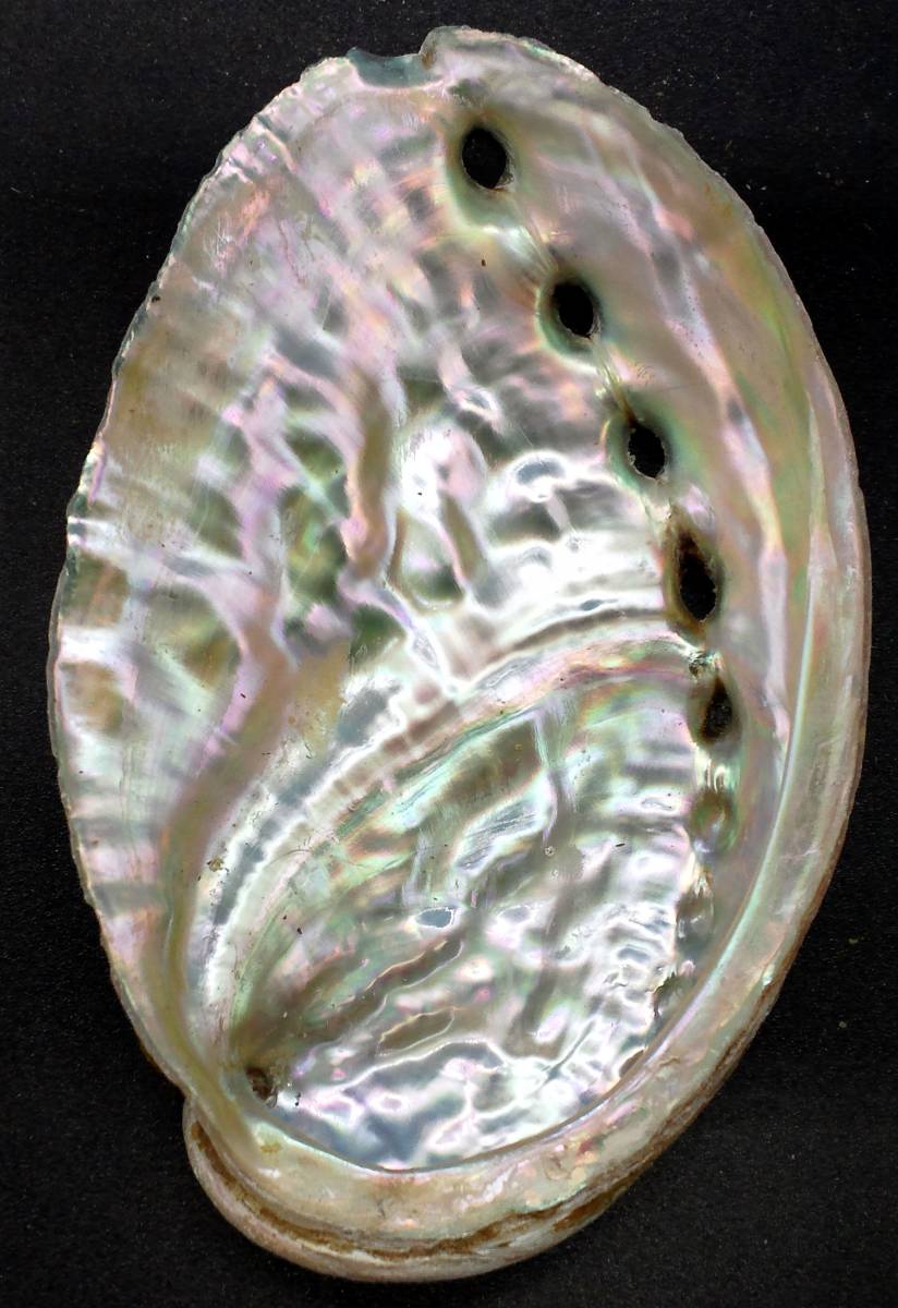 アワビ 貝殻 グリーン 約9 8 鮑 あわびの美しい輝き ルアーや工作 小物入れに Abalone Ear Shell 鮑魚 Awabi Buyee Buyee 일본 통신 판매 상품 옥션의 대리 입찰 대리 구매 서비스 アワビ 貝殻 グリーン 約9 8 鮑 あわびの美しい輝き ルアーや工作 小物入れに Abalone Ear Shell 鮑魚 Awabi Buyee Buyee 일본 통신 판매 상품 옥션의 대리 입찰 대리 구매 서비스