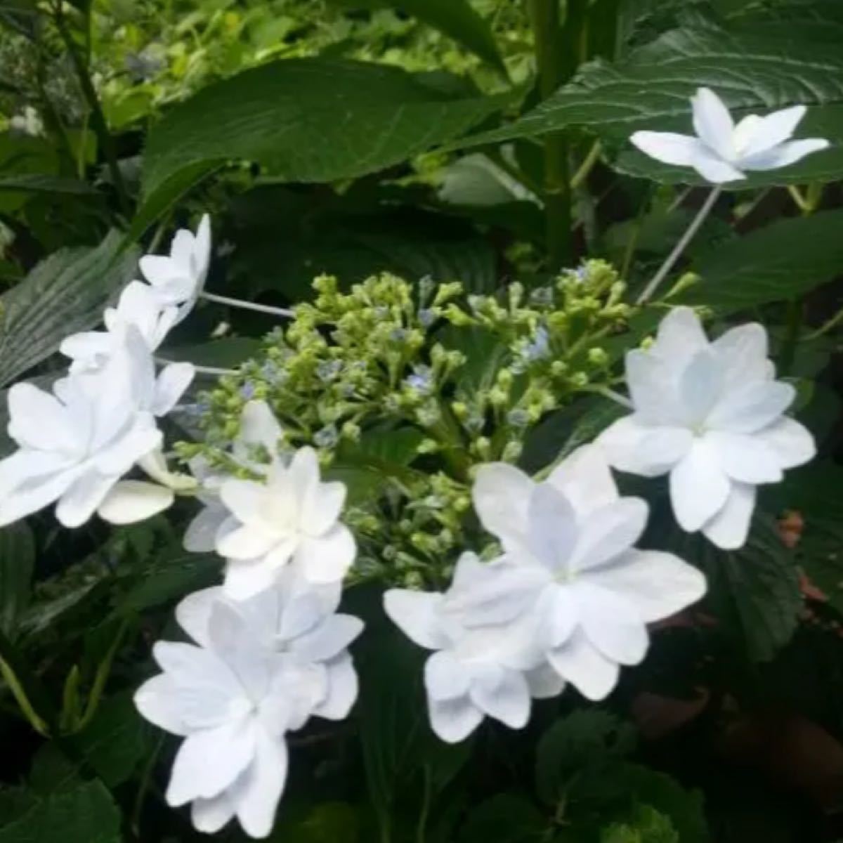 Paypayフリマ 紫陽花 隅田の花火 スミタノハナビ 苗 1本 Paypayフリマ 紫陽花 隅田の花火 スミタノハナビ 苗 1本