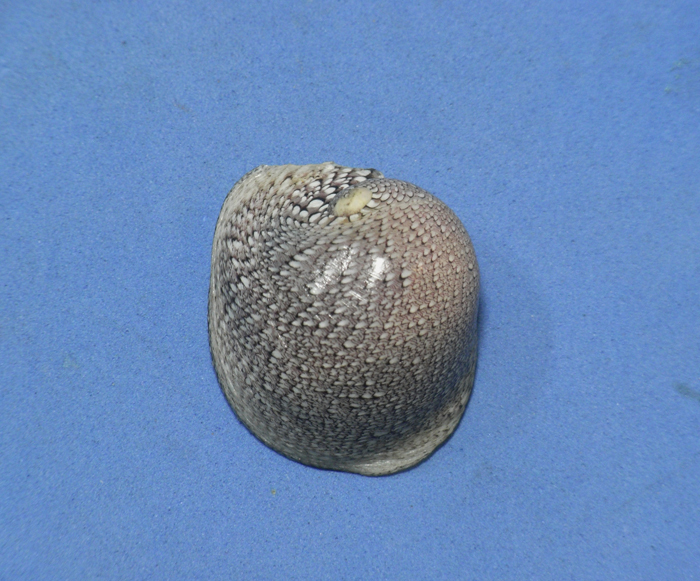 貝の標本 Clypeolum latissimun 30.5mm.Rare color.Panama _画像1
