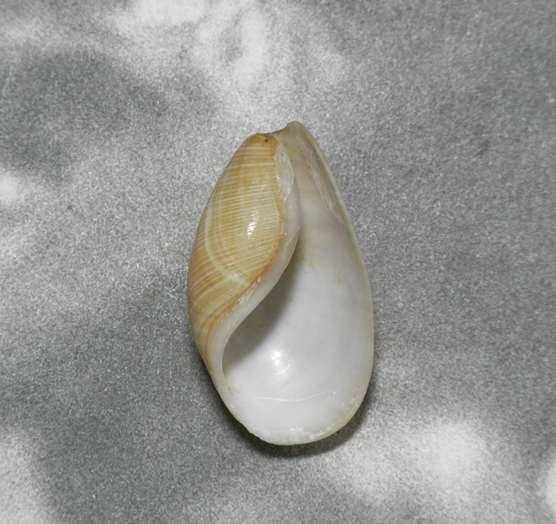 貝の標本 Scaphander lignarius 37mm.france _画像3