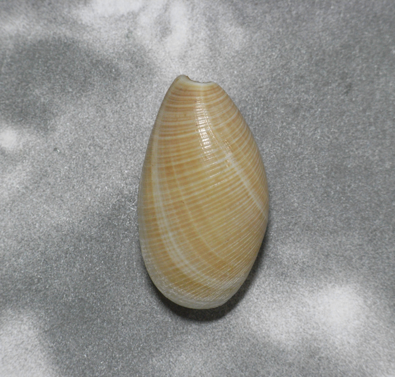 貝の標本 Scaphander lignarius 37mm.france _画像1