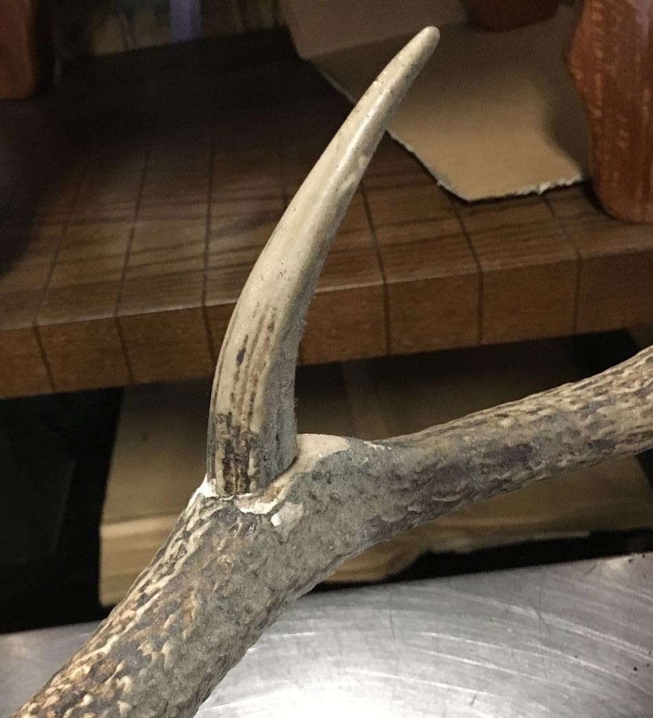 鹿 剥製 雄鹿 角約69cm 北海道 札幌(科学、自然)｜売買された 