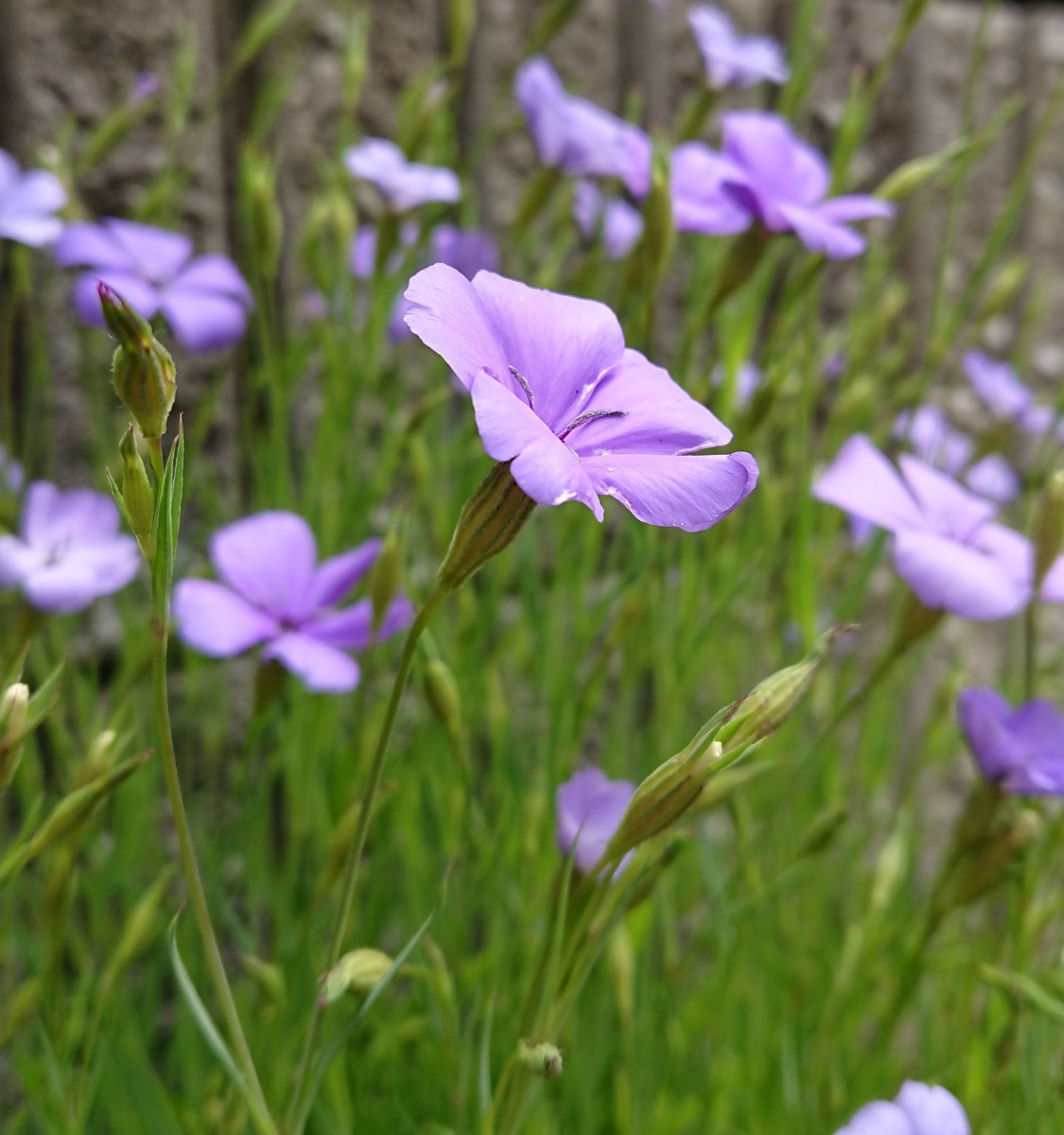 Paypayフリマ 花の種 ビスカリア ブルーエンジェル 50粒