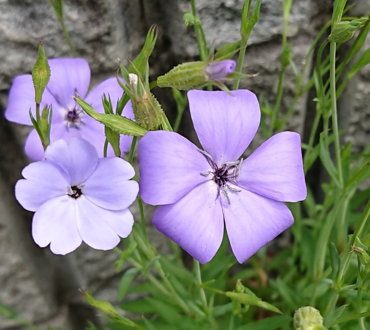 Paypayフリマ 花の種 ビスカリア ブルーエンジェル 50粒