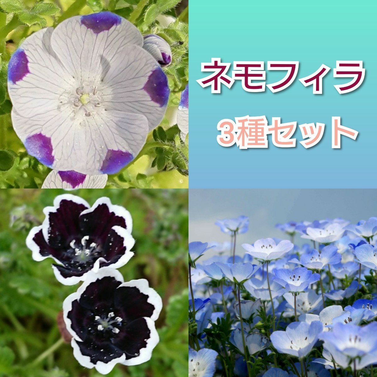 Paypayフリマ 花の種 ネモフィラ 3種類セット Paypayフリマ 花の種 ネモフィラ 3種類セット