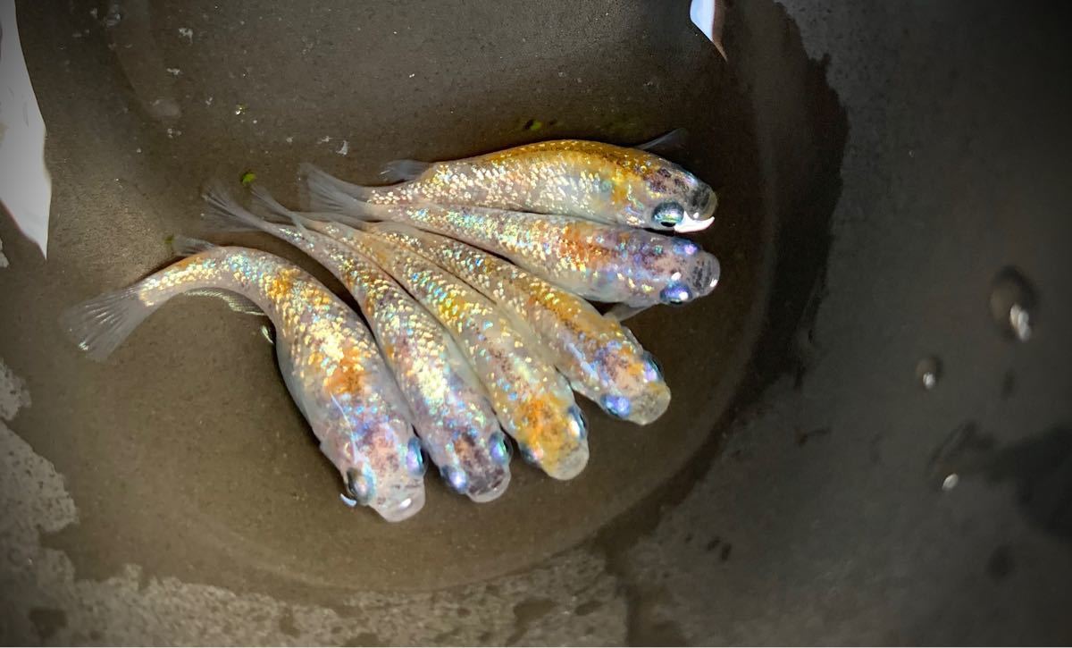 Paypayフリマ 極上 月華メダカの有精卵5個 A Paypayフリマ 極上 月華メダカの有精卵5個 A