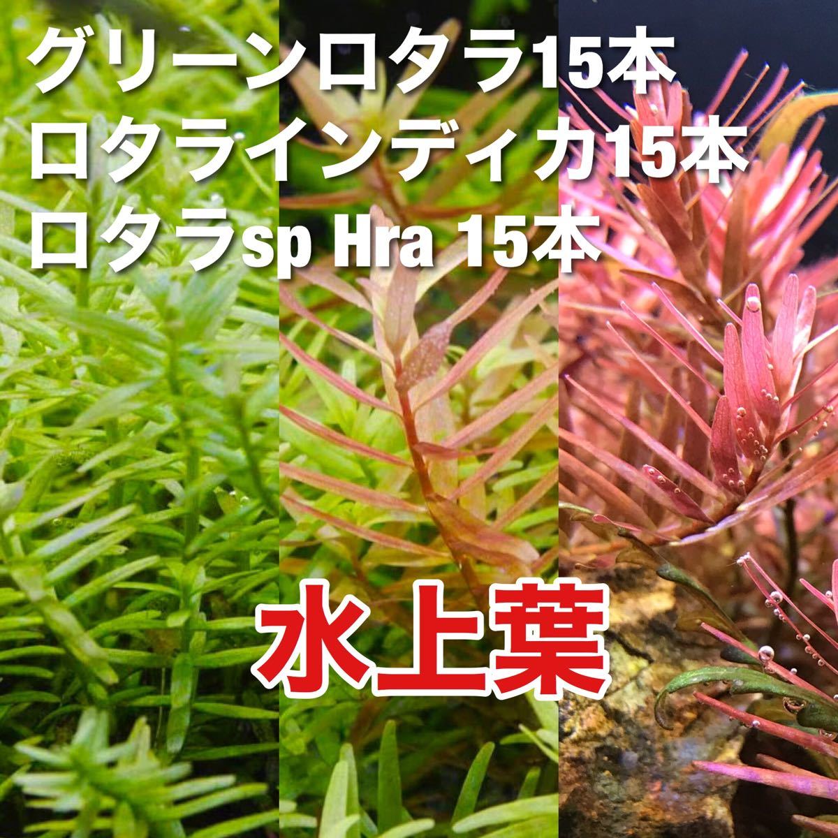 Paypayフリマ 水上葉セット グリーンロタラ15 ロタラインディカ15 ロタラsp Hra15 Paypayフリマ 水上葉セット グリーンロタラ15 ロタラインディカ15 ロタラsp Hra15