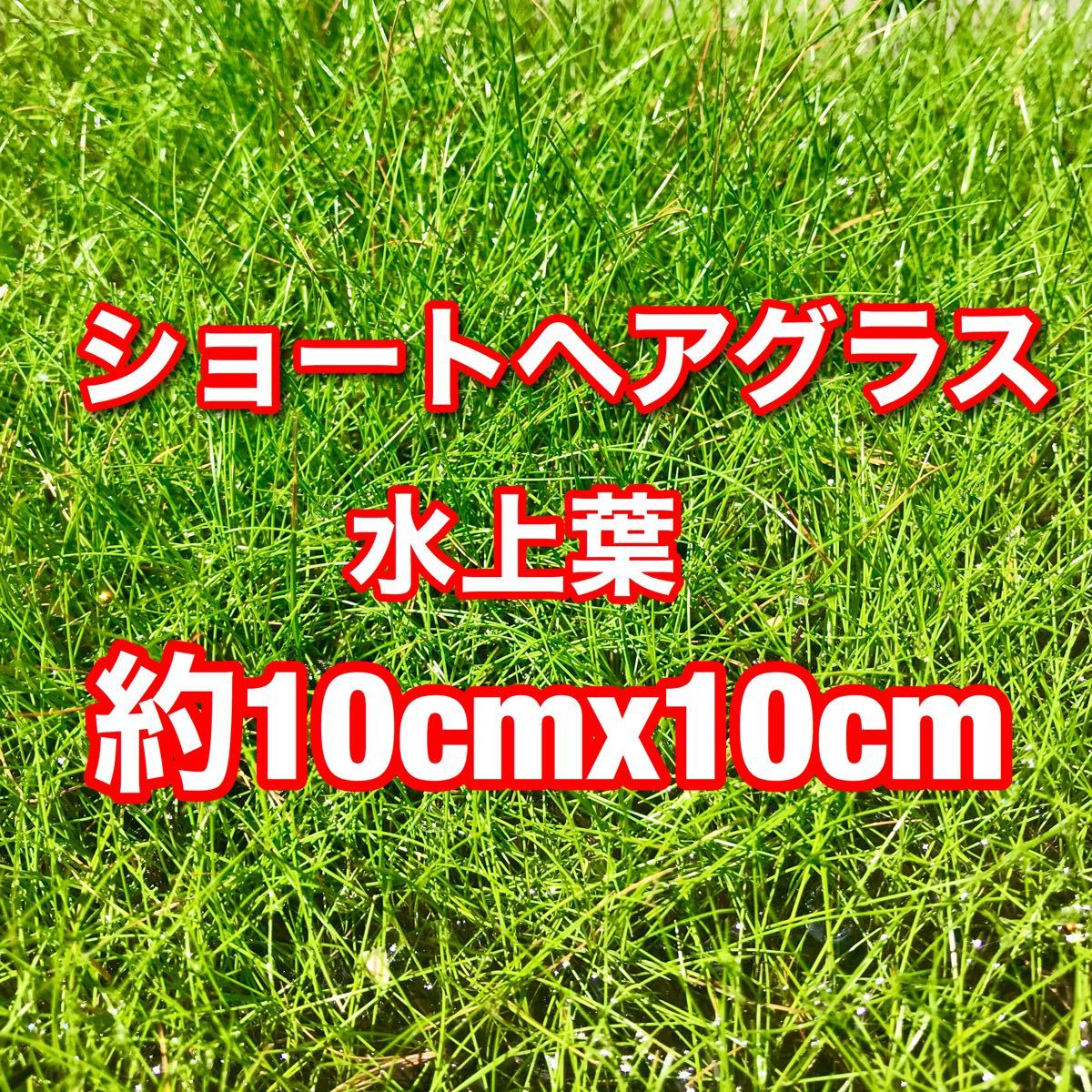 Paypayフリマ 無農薬 ショートヘアーグラス 水上葉 10cmx10cm Paypayフリマ 無農薬 ショートヘアーグラス 水上葉 10cmx10cm
