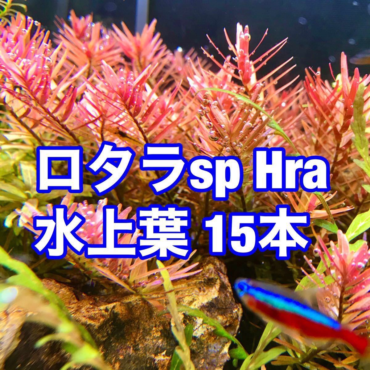 Paypayフリマ 無農薬 ロタラ Sp Hra 水上葉15本 ニードルリーフルドウィジア水中葉10 Paypayフリマ 無農薬 ロタラ Sp Hra 水上葉15本 ニードルリーフルドウィジア水中葉10