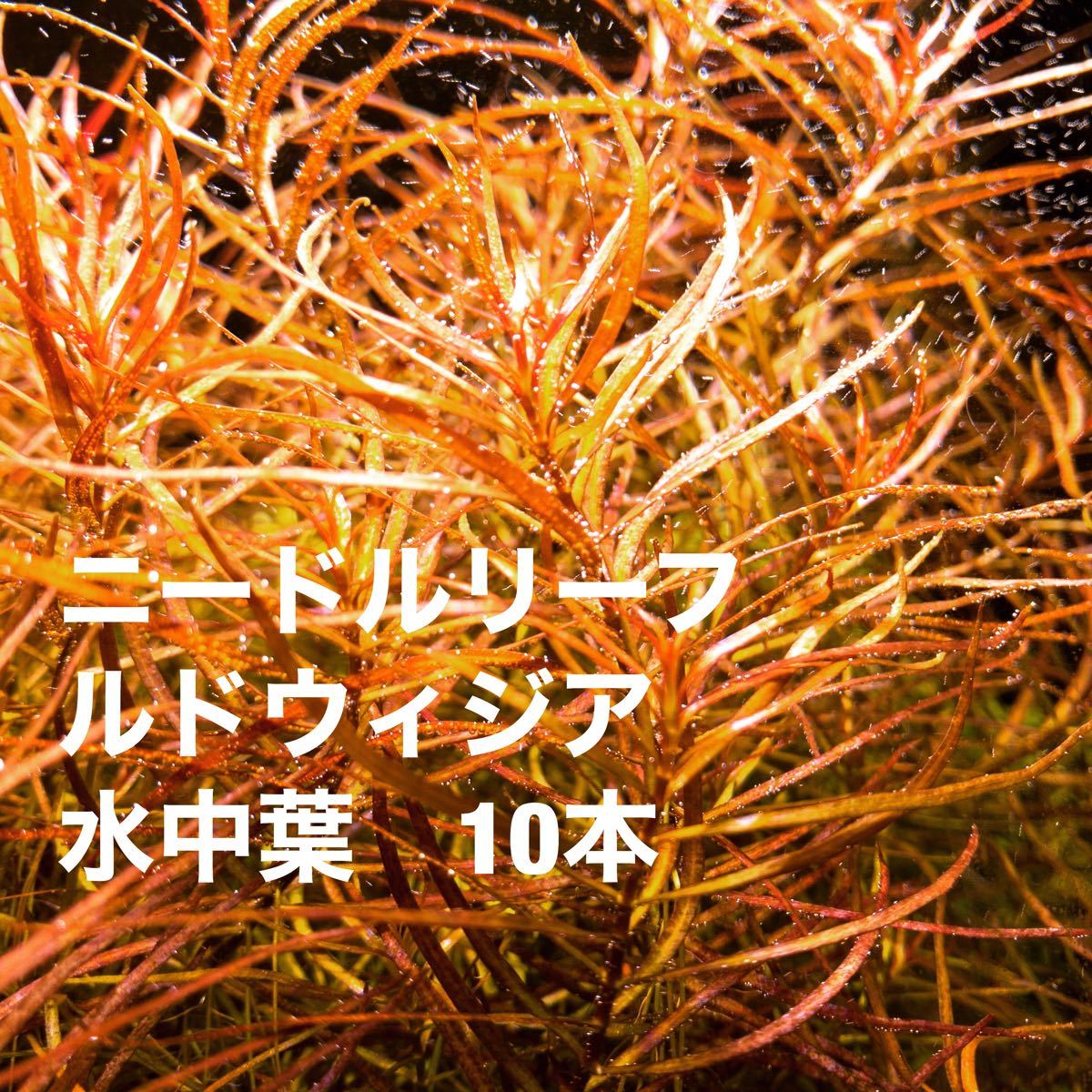 Paypayフリマ 無農薬 ロタラ Sp Hra 水上葉15本 ニードルリーフルドウィジア水中葉10 Paypayフリマ 無農薬 ロタラ Sp Hra 水上葉15本 ニードルリーフルドウィジア水中葉10