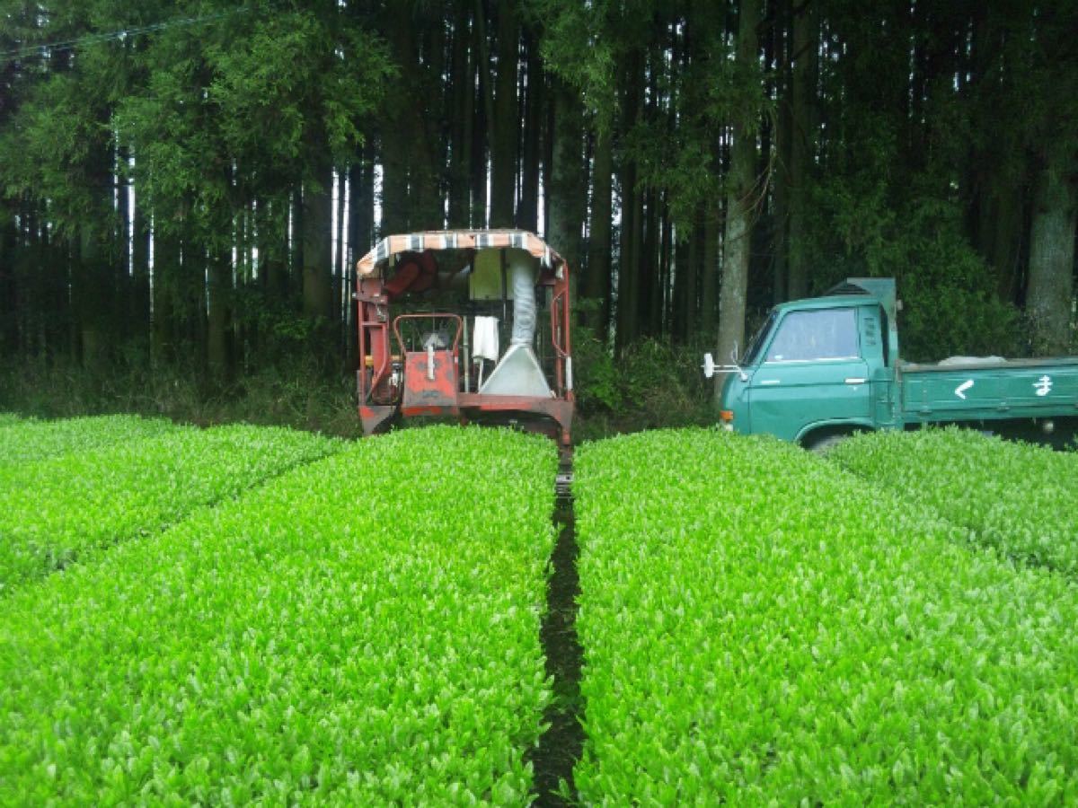 あさぎり芽茶100g3袋　生産者直売　無農薬・無化学肥料栽培