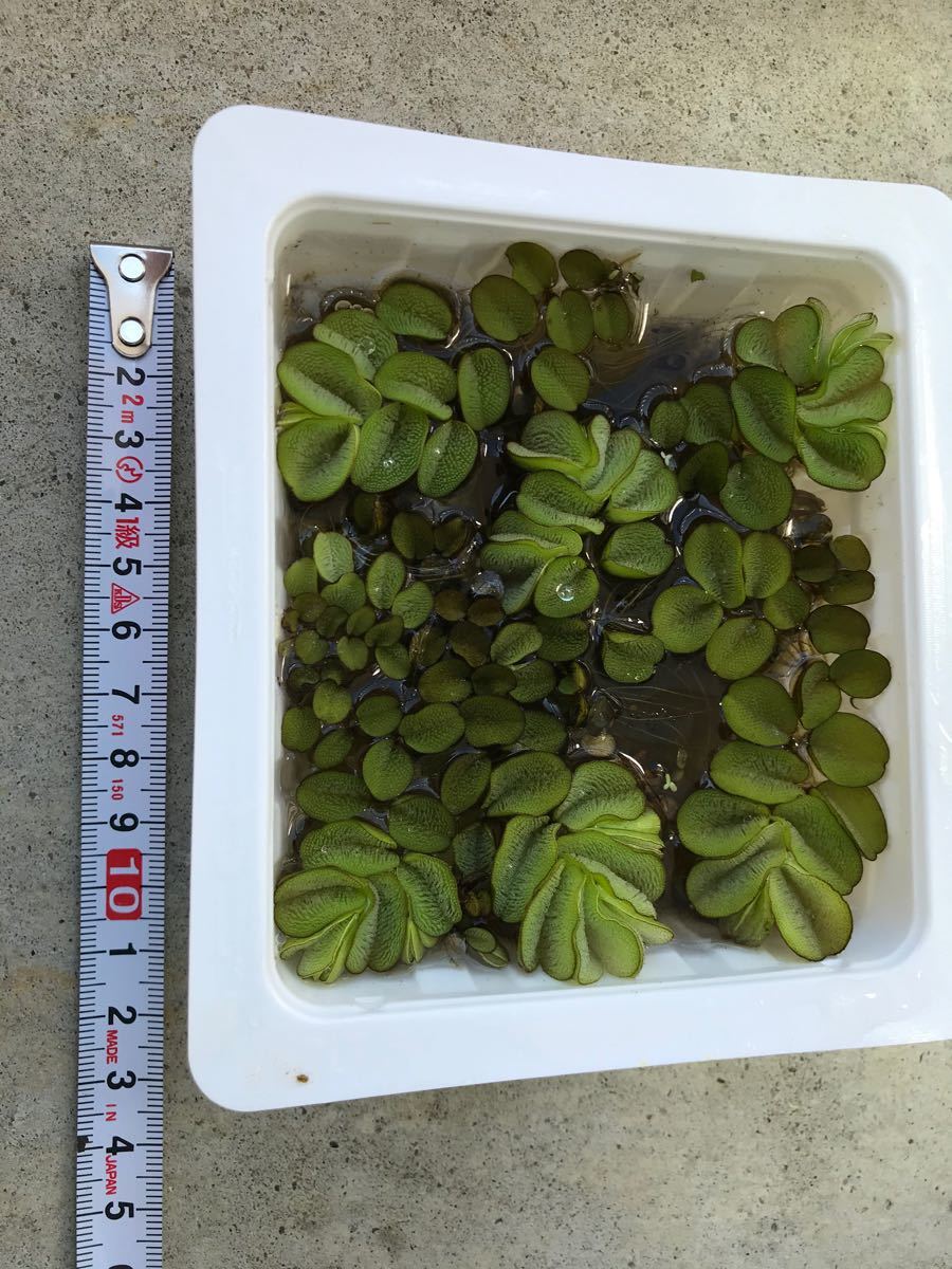 Paypayフリマ オオサンショウモ 水草 メダカ用 Paypayフリマ オオサンショウモ 水草 メダカ用