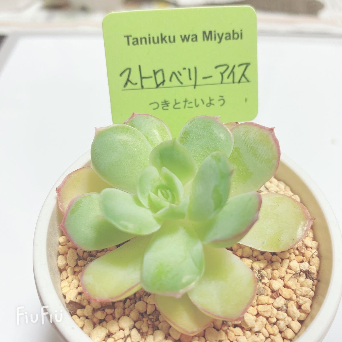 Paypayフリマ 葉挿しセット パクさん苗 韓国苗 18日の17時まで Paypayフリマ 葉挿しセット パクさん苗 韓国苗 18日の17時まで