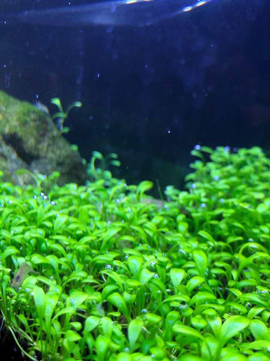 Paypayフリマ 無農薬 水中葉 グロッソスティグマ 前景草 約100株 プラス補償 Paypayフリマ 無農薬 水中葉 グロッソスティグマ 前景草 約100株 プラス補償