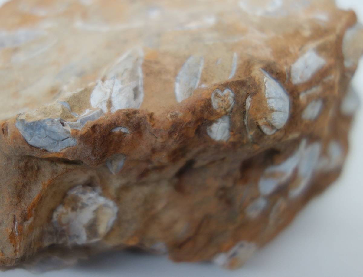 天然石　自然石　化石　原石＊貝化石　たくさんの貝の化石　母岩付＊重量　1954/2678g ＊サイズ　17x10x7cm / 14x13x13cm＊HOKKAIDO JAPAN _画像8