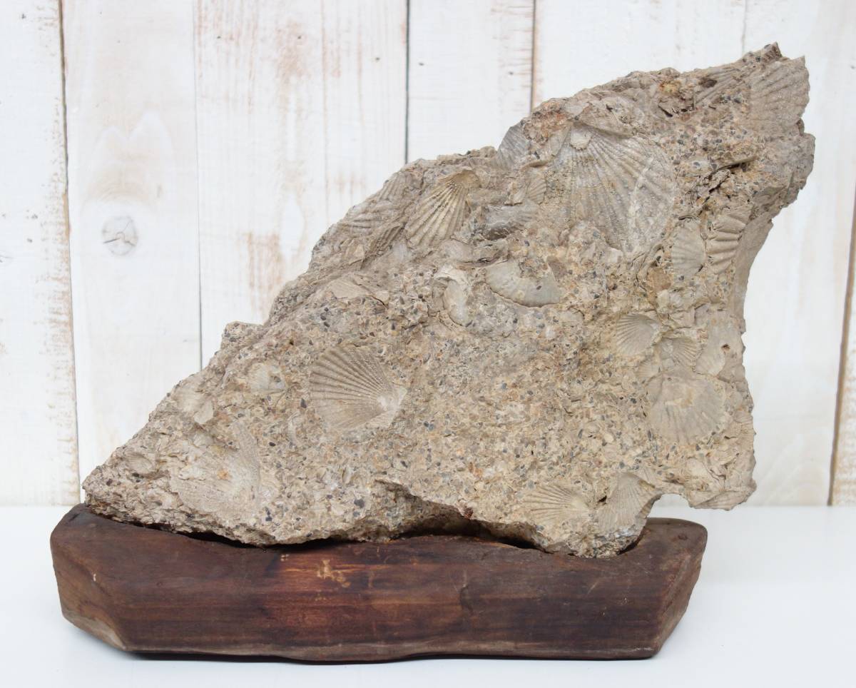 天然石 自然石 化石 原石 ＊貝化石 化石跡 化石模様 大型母岩 誂台座付 ＊サイズ 幅34cm（台座） 高さ30cm(台込） ＊鑑賞用