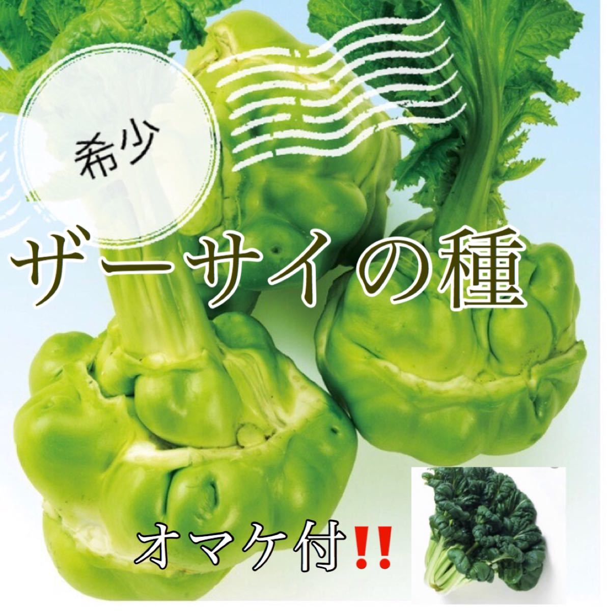Paypayフリマ 珍しい野菜ザーサイ種30粒とターサイ種30粒 Paypayフリマ 珍しい野菜ザーサイ種30粒とターサイ種30粒