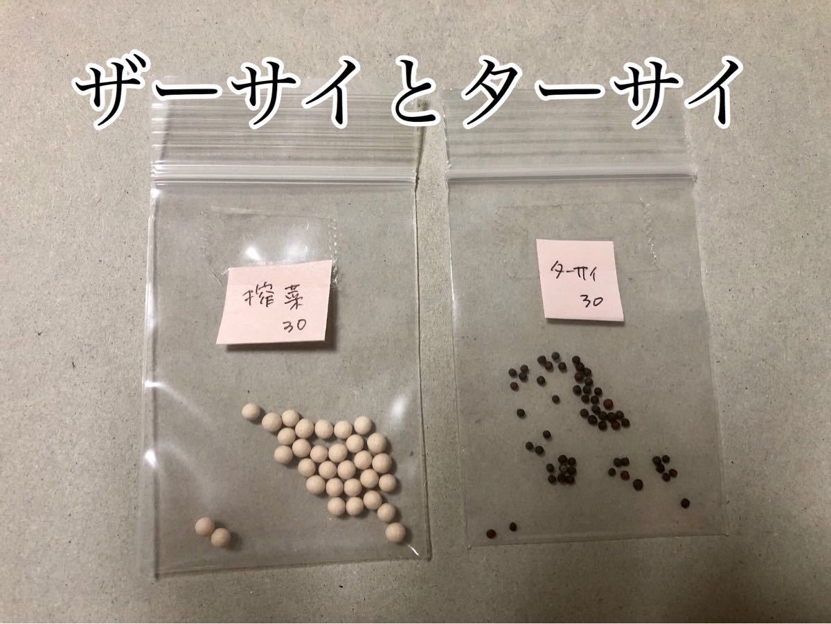 Paypayフリマ 珍しい野菜ザーサイ種30粒とターサイ種30粒 Paypayフリマ 珍しい野菜ザーサイ種30粒とターサイ種30粒