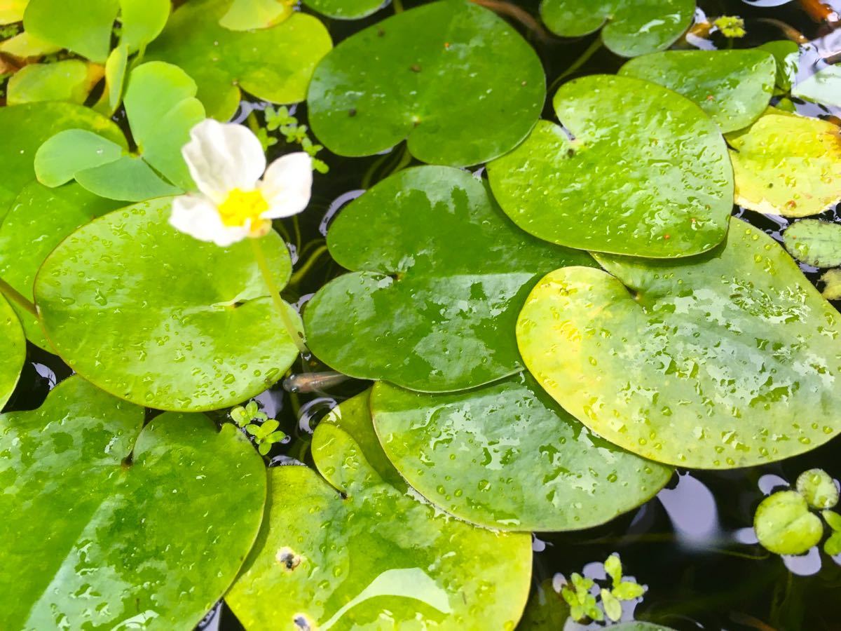 Paypayフリマ トチカガミ 浮草 水草 ビオトープ メダカ 金魚 アクアリウム スイレン 睡蓮 Paypayフリマ トチカガミ 浮草 水草 ビオトープ メダカ 金魚 アクアリウム スイレン 睡蓮