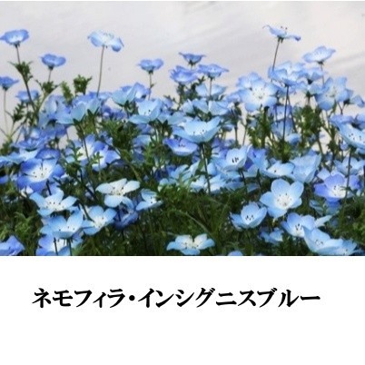 Paypayフリマ 秋まき花の種 今がまき時 ネモフィラ インシグニスブルー 50粒 Paypayフリマ 秋まき花の種 今がまき時 ネモフィラ インシグニスブルー 50粒