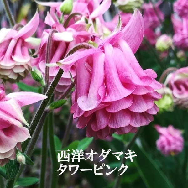 Paypayフリマ 秋まき花の種 今がまき時 西洋オダマキ タワーピンクの種を50粒