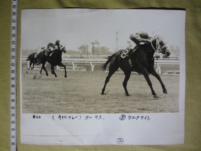 貴重 古い　新聞社の報道写真 (13) ”競馬 「リニアクイン」松田幸春騎手　「1977年優駿牝馬：オークス」”　1977年5月22日_画像1