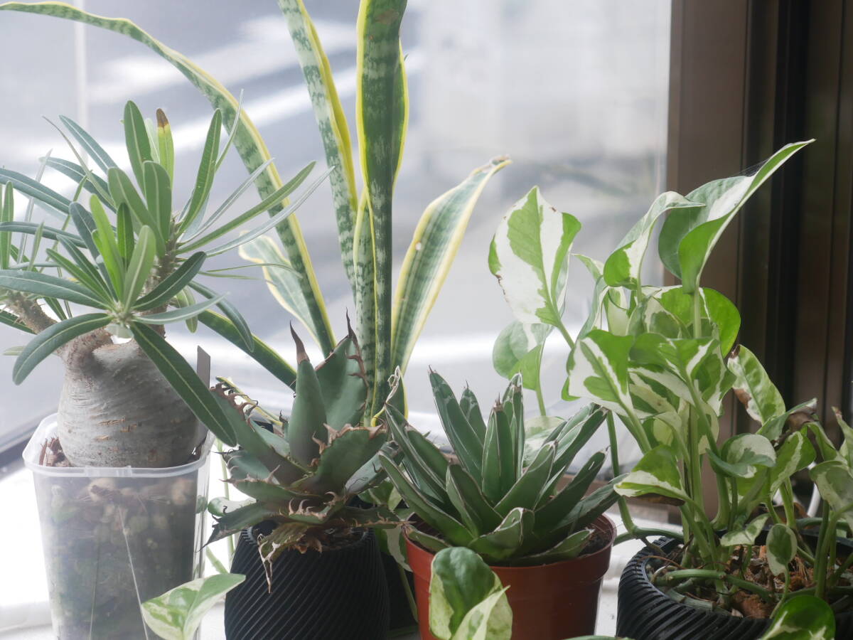 Canon 50mm f2.2 ライカ Leica Lマウント レンズ キヤノン#12945 kjm 114-9-5 240309_画像8