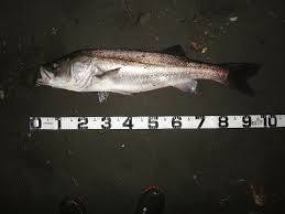 即決激安 廃盤希少 デュオ マークベイト 90S チゴモリイワシ 新品 堀田光哉氏&松岡豪之氏秋シーバス&ヒラメ爆釣人気ルアー イワシ豊漁 DUO_画像9