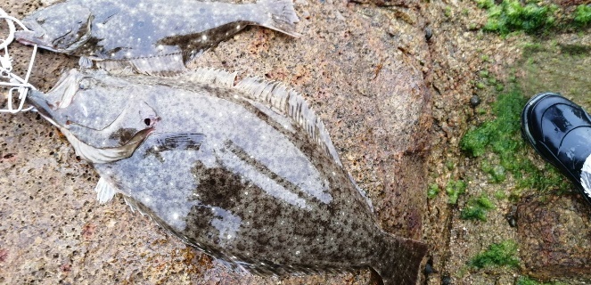 即決激安 廃盤希少 デュオ マークベイト 90S クリアブルーイワシ 新品 堀田光哉氏&松岡豪之氏秋シーバス&ヒラメ爆釣人気ルアー 釣果UP DUO_画像10